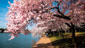 Image result for "cherry blossom" washington