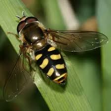 Attēlu rezultāti vaicājumam “Eupeodes nielseni”