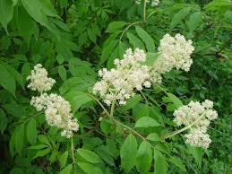 Attēlu rezultāti vaicājumam “Sambucus racemosa”