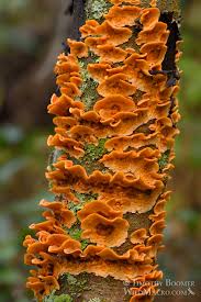 Attēlu rezultāti vaicājumam “Stereum hirsutum”