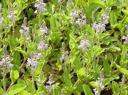 Image result for Veronica officinalis