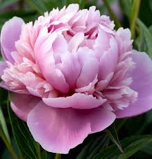 Attēlu rezultāti vaicājumam “Paeonia lactiflora flower”