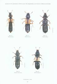 Attēlu rezultāti vaicājumam “Staphylinidae”