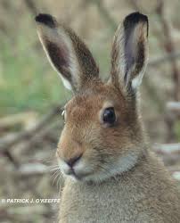 Attēlu rezultāti vaicājumam “Lepus timidus”