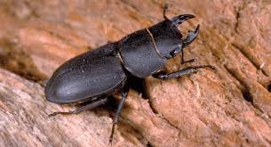 Attēlu rezultāti vaicājumam “Dorcus parallelopipedus”