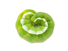 Attēlu rezultāti vaicājumam “Orthosia larvae”