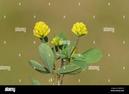 Attēlu rezultāti vaicājumam “Trifolium dubium flower”