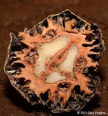 Attēlu rezultāti vaicājumam “Juglans x sinensis fruit”