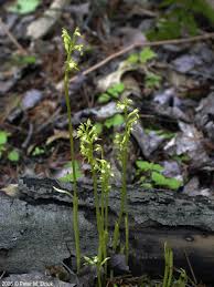 Attēlu rezultāti vaicājumam “Corallorhiza trifida”