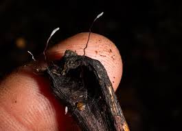 Attēlu rezultāti vaicājumam “Typhula erythropus”