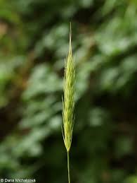 Attēlu rezultāti vaicājumam “Hordelymus europaeus fruit”