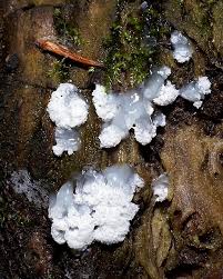 Attēlu rezultāti vaicājumam “Brefeldia maxima”