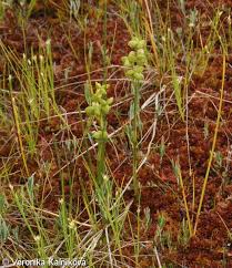 Attēlu rezultāti vaicājumam “Scheuchzeria palustris fruit”