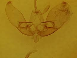 Attēlu rezultāti vaicājumam “Eucarta virgo”