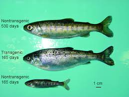 Image result for Oncorhynchus kisutch
