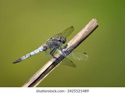 Attēlu rezultāti vaicājumam “Orthetrum cancellatum male”