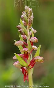 Attēlu rezultāti vaicājumam “Coeloglossum viride flower”