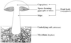 Attēlu rezultāti vaicājumam “Lycogala botrydium spores”