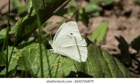 Attēlu rezultāti vaicājumam “Pieris rapae”