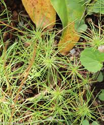 Attēlu rezultāti vaicājumam “Armeria vulgaris leaf”