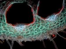 Attēlu rezultāti vaicājumam “Riccia glauca”