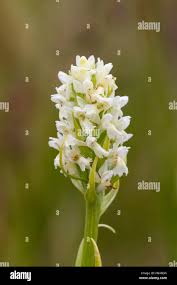 Attēlu rezultāti vaicājumam “Dactylorhiza ochroleuca flower”
