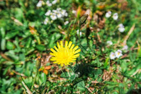 Attēlu rezultāti vaicājumam “Leontodon autumnalis  flower”