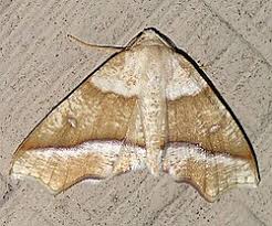 Attēlu rezultāti vaicājumam “Plagodis pulveraria”