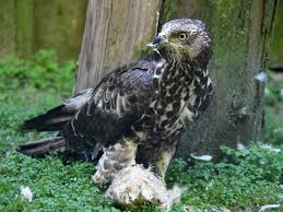 Attēlu rezultāti vaicājumam “Pernis apivorus”