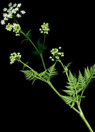 Image result for Chaerophyllum aureum