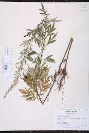 Image result for Artemisia vulgaris