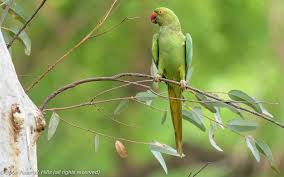 Image result for Psittacula krameri