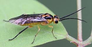 Attēlu rezultāti vaicājumam “Euura pedunculi”