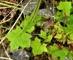 Attēlu rezultāti vaicājumam “Mycelis muralis leaf”