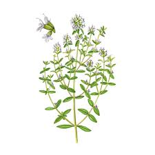 Image result for Bohnenkraut