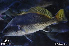 Image result for Sciaena umbra