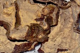 Attēlu rezultāti vaicājumam “Stereum rugosum”