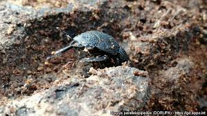 Attēlu rezultāti vaicājumam “Dorcus parallelopipedus”