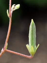 Attēlu rezultāti vaicājumam “Oxalis corniculata fruit”