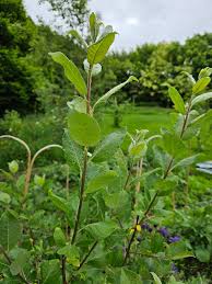 Attēlu rezultāti vaicājumam “Salix caprea leaf”