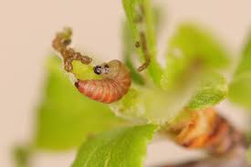 Attēlu rezultāti vaicājumam “Argyresthia albistria”