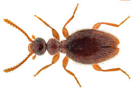 Attēlu rezultāti vaicājumam “Anthicidae”