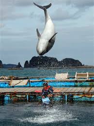 Image result for japan dolphin slaughter