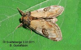 Attēlu rezultāti vaicājumam “Notodonta ziczac”