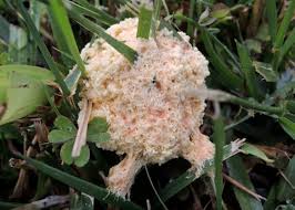 Attēlu rezultāti vaicājumam “Fuligo septica var. rosea spores”