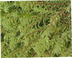 Attēlu rezultāti vaicājumam “Pohlia wahlenbergii var. calcarea”