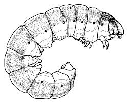 Attēlu rezultāti vaicājumam “Proutia betulina larva”