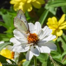 Attēlu rezultāti vaicājumam “Colias palaeno female”