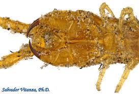 Attēlu rezultāti vaicājumam “Geophilidae”