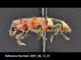 Attēlu rezultāti vaicājumam “Cleridae”